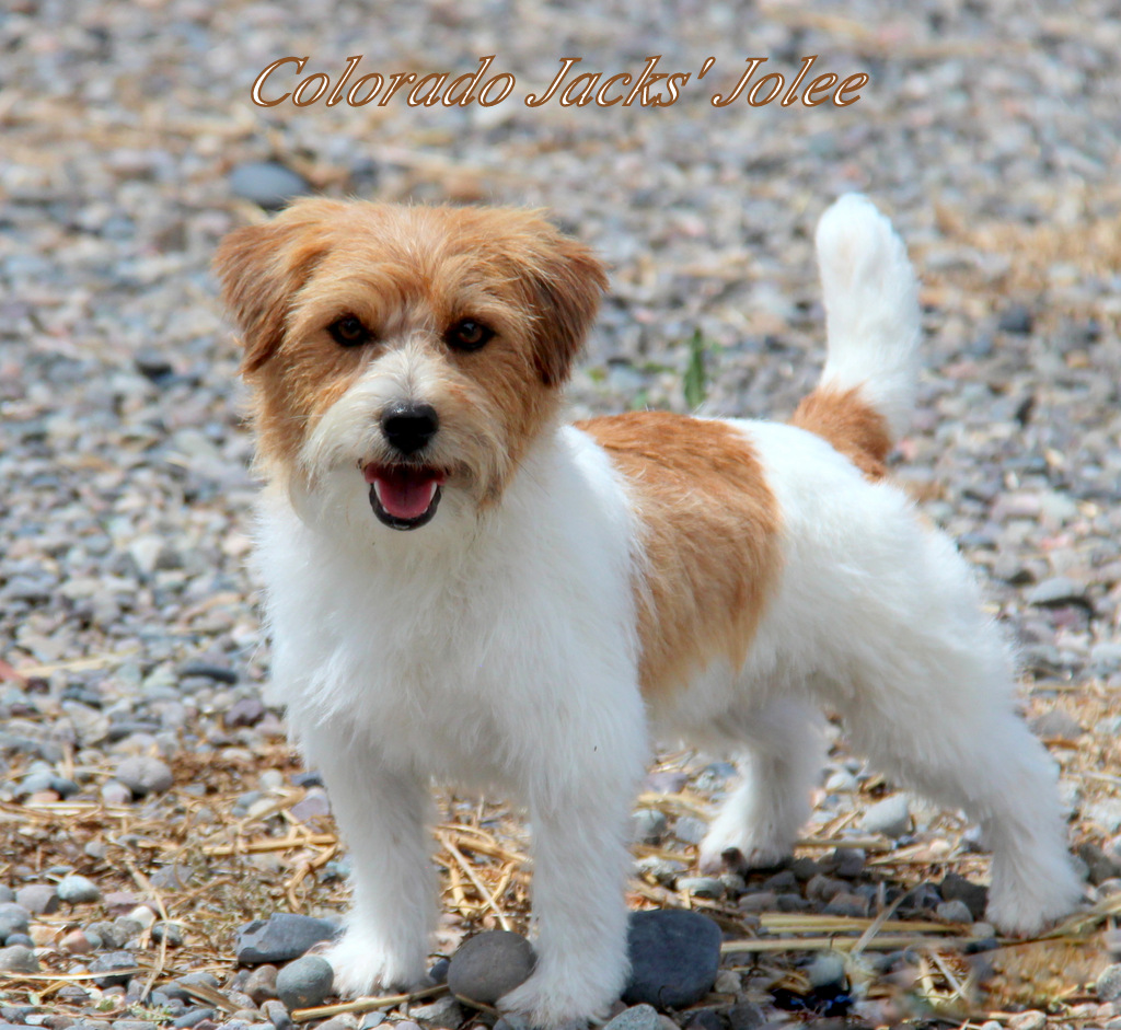 hairy jack russell terrier