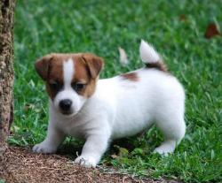 Colorado jacks Durango