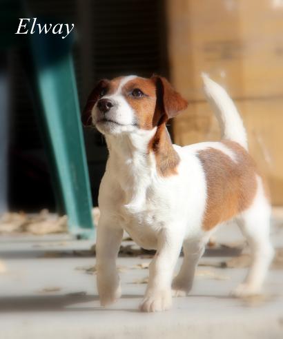 Shortie Jacks Elway Male