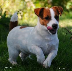 shorty jacks durango in grass