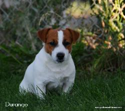 durango in grass @ Shorty Jacks