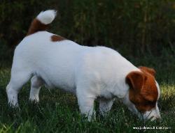 shorty jacks Durango side view