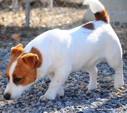 Durango of shorty jacks